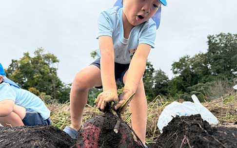 よつばの一年間 10月 さつまいも堀りの様子